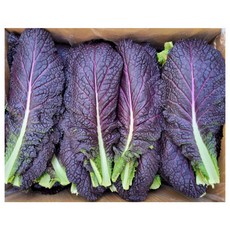 야채왕 적겨자 2kg(실중량1.8~2KG) 박스, 2kg, 1개