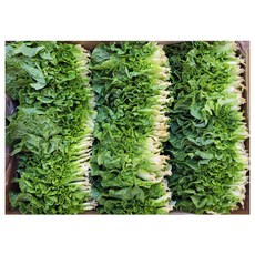 야채왕 쌈배추 쌈추 1kg(0.9~1kg) 박스, 1kg, 1개