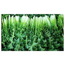 야채왕 치커리 1kg, 1개