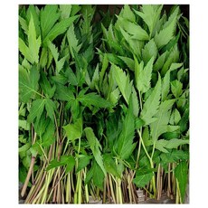 야채왕 당귀 500g 당귀잎, 1개