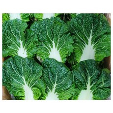 야채왕 쌈배추 500g, 쌈배추500g, 1개