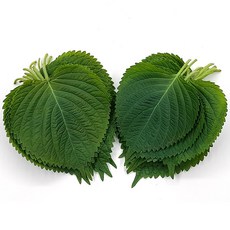야채왕 깻잎 1kg, 1개