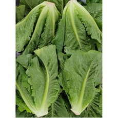 야채왕 로메인 통로메인 로메인상추 샐러드용 (1.8kg~2kg), 1.8~2kg, 1개