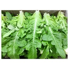 야채왕 오크 1kg 오크리프 오크잎 오크맆, 오크잎 1kg, 1개