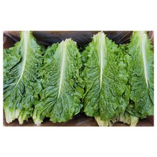 야채왕 로메인 4kg (실중량 3.8 ~ 4.0K) 박스 청상추 레터스 상추, 4kg (실중량 3.8~4.0kg), 1개