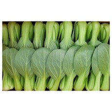 야채왕 싱싱한 청경채 중량별 200g/500g/1kg/2kg/4kg 1개, 500g