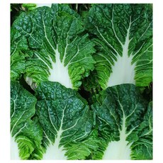 야채왕 쌈배추 쌈추 500g 1kg 박스, 쌈배추1kg, 1개