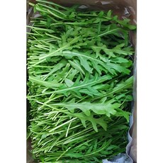야채왕 와일드 루꼴라(베이비루꼴라) 중량별, 와일드 루꼴라500g, 1개