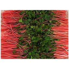 야채왕 적메밀순 1팩(500g), 1개