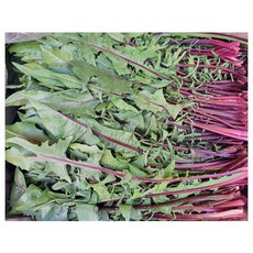 야채왕 적치커리 1kg 쌈채소, 1개