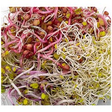 야채왕 새싹모듬 1팩 50g, 1개