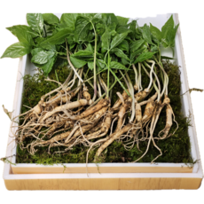 [한국명품산삼] 진짜 지리산 2년근 산양삼 100% 산지직송 선물용 장뇌삼 산양산삼, 2년근 100뿌리, 1개, 3g