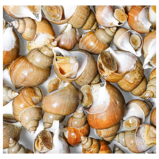 [디어브릭스] 포항 구룡포 최상품 백골뱅이 백고동 고급 선술집 납품용 골뱅이 레스토랑 업소용 식당, 1개, [쫄깃탱글] 생물 백골뱅이 백고동 소소 1KG