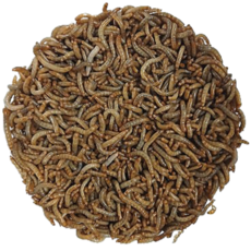 밀웜나라 밀웜, 약 2.5cm 대 1000마리, 1개