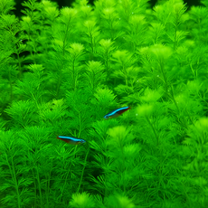 [수초농부] 미니 암브리아 초보자용 달팽이 없는 수초, 20개