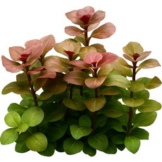 [수초대장] 루드위지아 오발리스 (3촉) 중후경수초