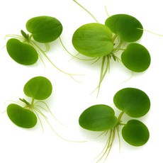 [수초대장] 아마존 프로그비트 (5뿌리) 부상수초