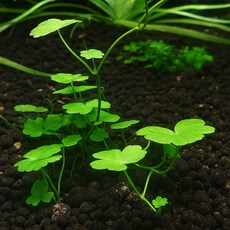 [수초대장] 노치도메 (11뿌리) 전경수초