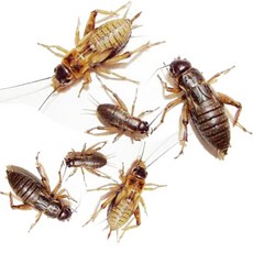 귀뚜라미 먹이 펫테일 토케이 게코도마뱀 파충류 개구리먹이, 300개, 작은소(0.2cm~0.5cm)
