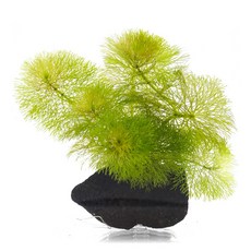 미미네아쿠아 화산석 활착수초 - 암브리아, 1개