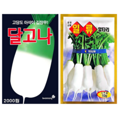 김장채소 달고나 무씨앗 알타리씨앗 2종 세트, 1개