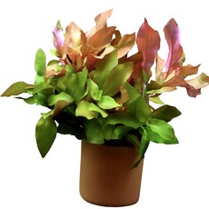 [수초대장] 루드위지아 레펜스 (1포트) 포트수초