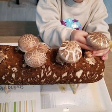 집에서 표고버섯 키우기 표고키트 버섯키우기 배지 베지, 1개