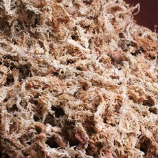 뉴질랜드 청정수태 호접란 풍란 양란 난 분갈이 삽목 뉴질랜드산, 100g, 1개
