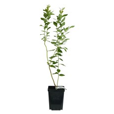 깨비농장 블루베리 나무 묘목 재배 키우기 (품종: 듀크)