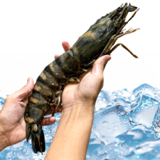 블랙타이거 500g 냉동킹타이거새우 8미 10미 15미 20미 새우소금구이