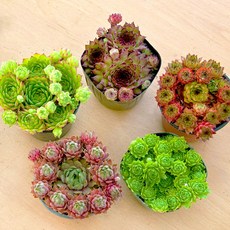 [풀멍상점] 다글다글 5종세트 5번 바위솔/ 노지.월동 야생/ 선별발송 분채배송/ 방수라벨 이름표포함. 농장직접 배송, 1개