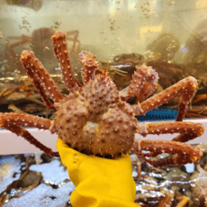 (오후2시이전주문/당일발송/내일도착)킹크랩 감칠맛 넘치고 신선도 최상, 1개, 2kg