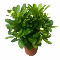 숲을그리다 꽃기린 가시나무 다육이 10센치 1개, 하양