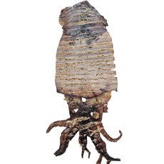 (신규작업) 조미료 무첨가 원물 100% 구운 칼집 배오징어 4~6미, 1세트, (칼집) 구운배오징어4~6미(150g내외/조미x)