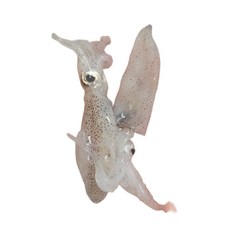 하이호래기 남해안 자연산 호래기 꼴뚜기 제철 횟감 호레기, 1개, 급냉호래기 1kg 100미내외