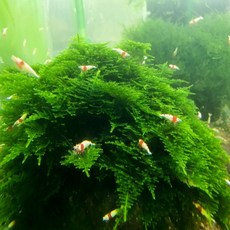 수초킹 키우기 쉬운 초보수초 삼각모스 (자와모스) 5cm*5cm 활착판, 3개