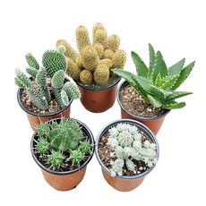 하이선인장 꽃피는 선인장 농장직영, 5개, 특이한모양선인장(구갑기린/용산/황금사/만청옥/백도선)