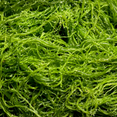 현월수산 전남 완도산 무공해 벌크 염장 청꼬시래기, 1kg, 1박스