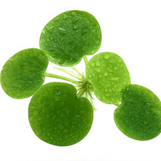 [수초대장] 치어 새우 은신처용 꼭꼭 숨어라 3in1 (소스컵3개) 세트수초