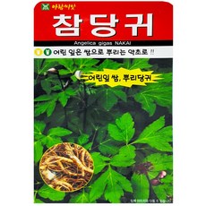 참당귀 씨앗 약초 당귀 씨 종자, 3개