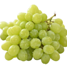 더진심 애플 청포도, 1개, 1kg