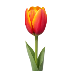 튤립 구근 빨강 월즈프렌드 (5개입) 네덜란드 희귀 대성식물, 1개