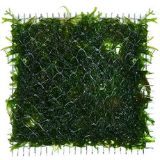 미미네아쿠아 음성수초 불꽃 모스 활착판 (8x8cm), 1개