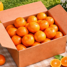 [오늘특가] 100박스한정 초고당도 제주 천혜향, 1개, 2kg