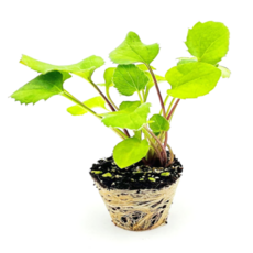 취나물 모종 8개 부지깽이 쑥부쟁이 산나물 약초, 취나물 8개