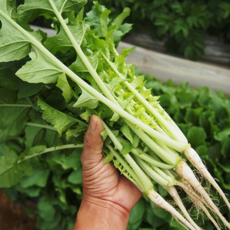 [2주특가] 씹자마자아삭! 국내산 어린 열무, 1박스, 8kg