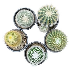 하이선인장 꽃피는 선인장 농장직영, 5개, 둥근선인장(금황환/수박/설황/홍채옥/소정)