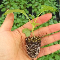 [오감] 브로콜리 모종 봄 가을 채소 묘종, 50개