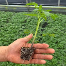 [오감] 완숙 토마토 모종 왕토마토 묘종, 2개