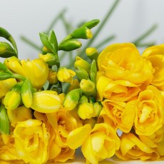 체리플로라 생화 후리지아 프리지아 후리지아 20줄기 안개추가 프리지아꽃다발 꽃정기구독 꽃단체주문 할인꽃, 1개, 후리지아10+10줄기